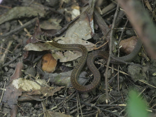 Triangle Many-tooth Snake