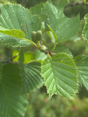 Alnus maximowiczii, photograph (c) 岸本年郎, some rights reserved (CC BY)