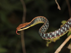 Vogel's Bronzeback