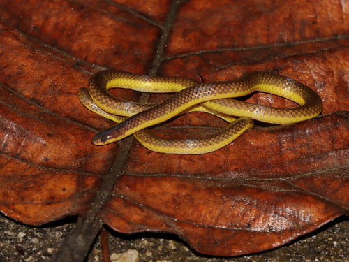 Variable Reed Snake