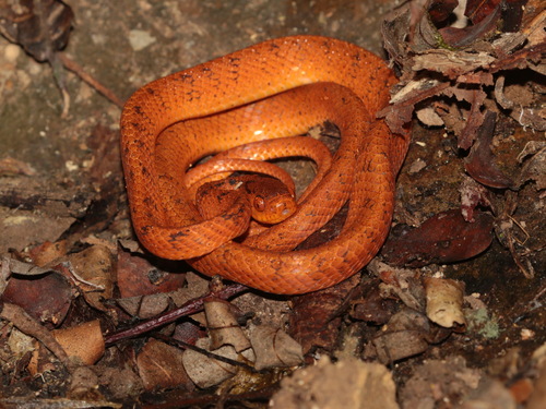 Pareas yunnanensis