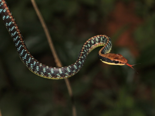 Vogel's Bronzeback