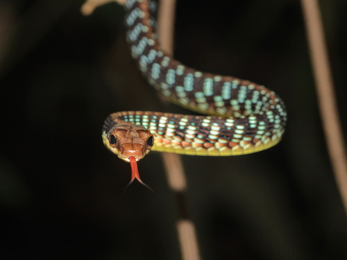 Vogel's Bronzeback