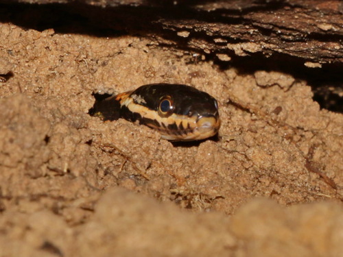 White-lipped Keelback