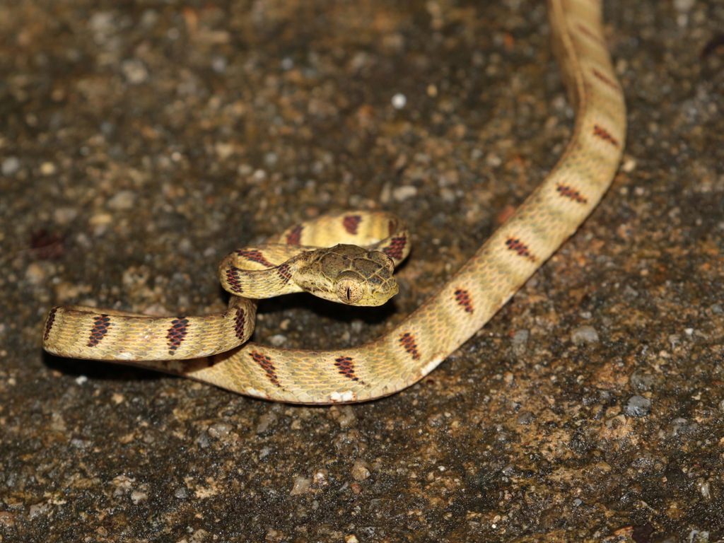 Bengkulu Cat Snake
