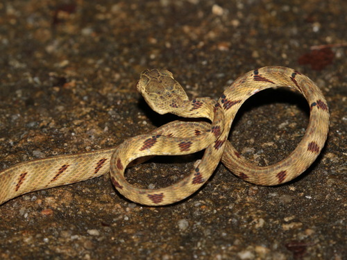 Green-headed Cat Snake