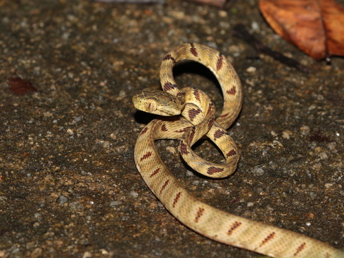 Green-headed Cat Snake