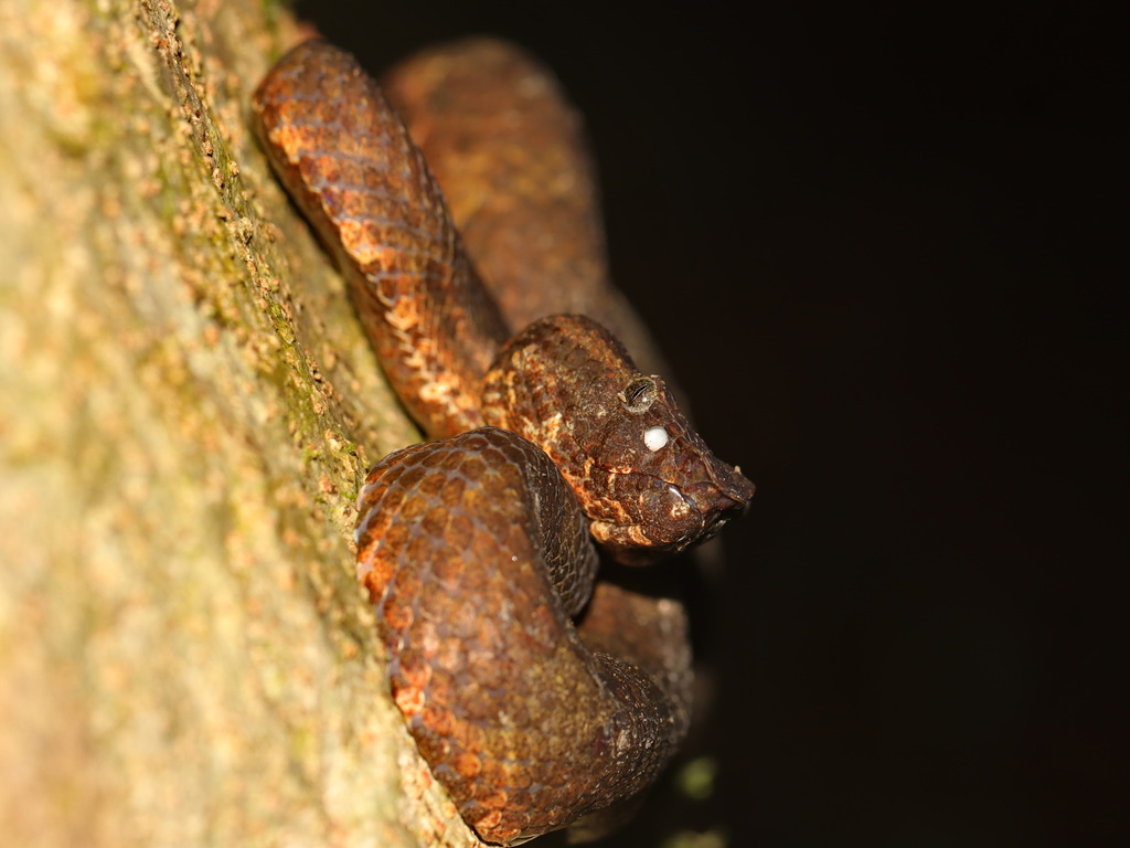 Wirot's Pit Viper