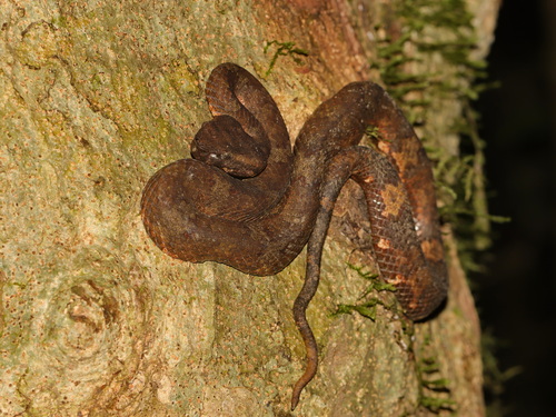 Wirot’s Pit Viper