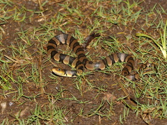 Yunnan Keelback Water Snake