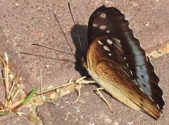 Tanaecia whiteheadi