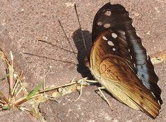 Tanaecia whiteheadi