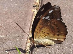 Tanaecia whiteheadi