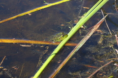 Lithobates septentrionalis