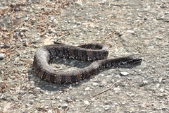 Agkistrodon russeolus
