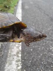 Kinosternon creaseri