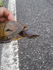 Kinosternon creaseri