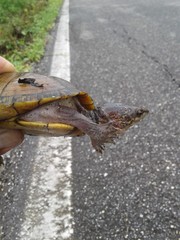 Kinosternon creaseri