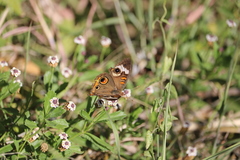 Junonia coenia