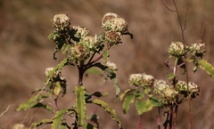 Baccharoides adoensis, photograph (c) Tony Rebelo, some rights reserved (CC BY-SA)