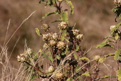 Baccharoides adoensis, photograph (c) Tony Rebelo, some rights reserved (CC BY-SA)