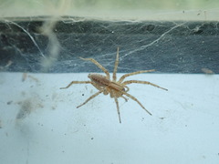 Agelenidae