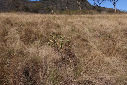 Baccharoides adoensis, photograph 3