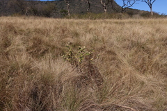Baccharoides adoensis, photograph (c) Tony Rebelo, some rights reserved (CC BY-SA)