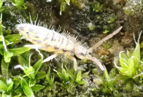 Entomobrya multifasciata, photo 3 of 10