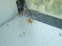 Agelenidae