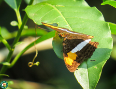 Adelpha plesaure