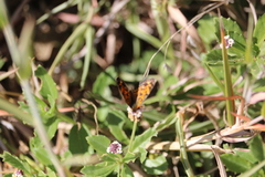 Phyciodes tharos