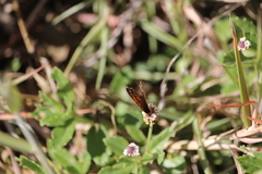 Phyciodes tharos