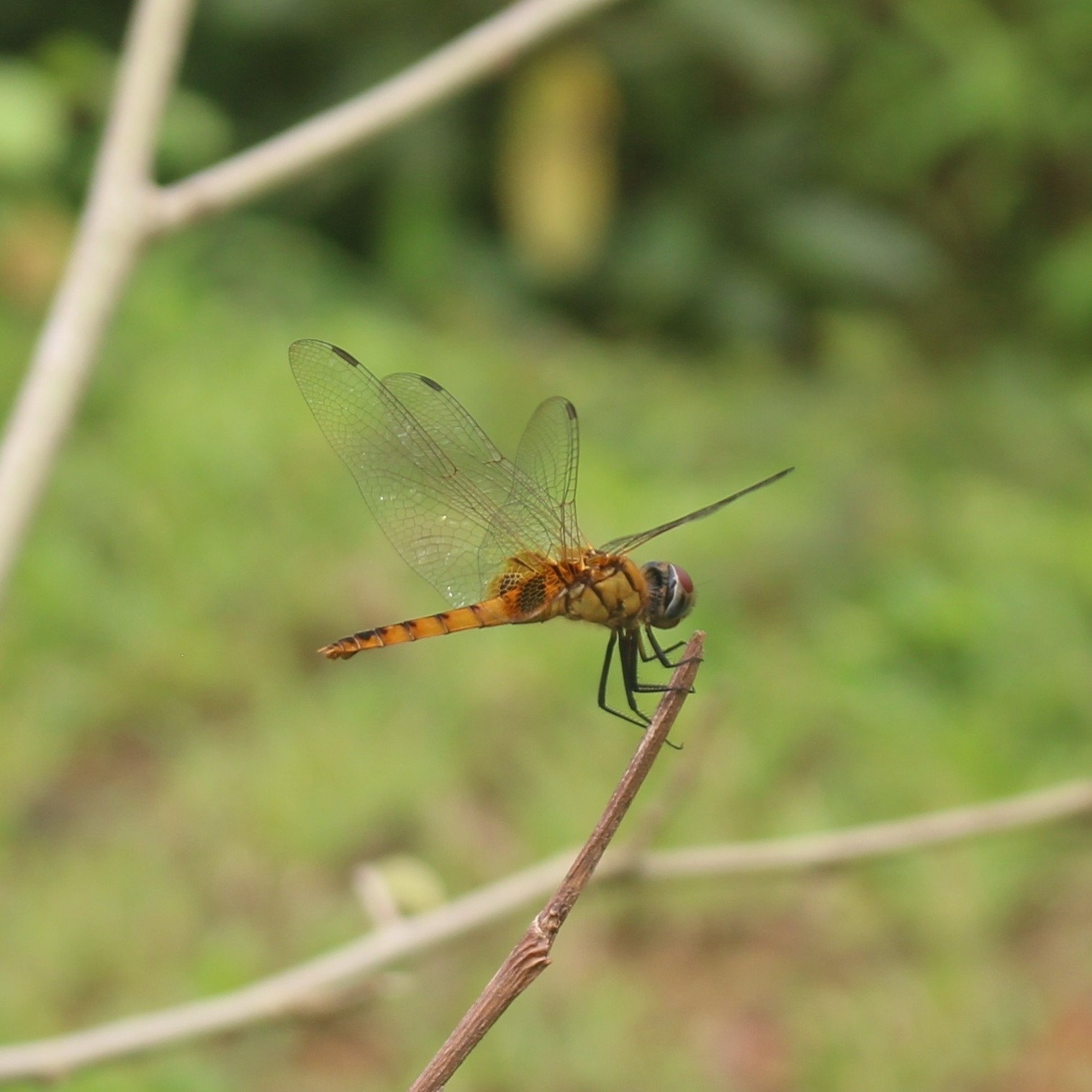 Greater Crimson Glider