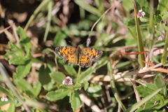 Phyciodes tharos