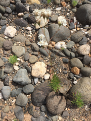 Hymenothrix loomisii