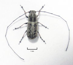 Euciodes suturalis