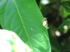 Dynamine athemon maeon