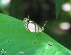 Dynamine athemon maeon