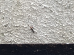 Sphaerodactylus glaucus