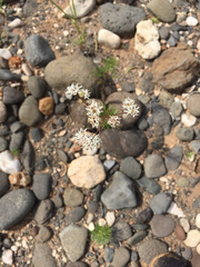 Hymenothrix loomisii