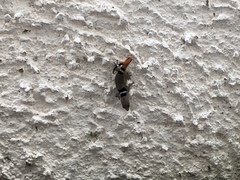 Sphaerodactylus glaucus