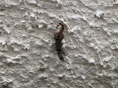 Sphaerodactylus glaucus