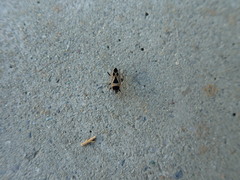 Xanthochilus saturnius