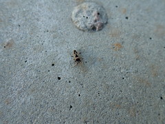 Xanthochilus saturnius