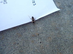 Xanthochilus saturnius