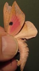 Adeloneivaia subangulata