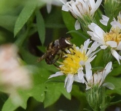 Copestylum tamaulipanum