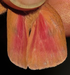 Adeloneivaia subangulata