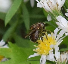 Copestylum tamaulipanum